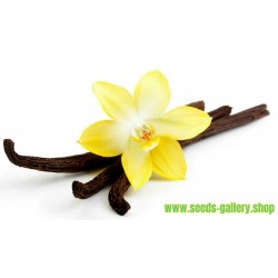 Vanilj “Bourbon” Frön (Vanilla planifolia)