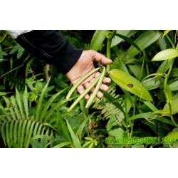 Semi di Vaniglia o Vainiglia “Bourbon” (Vanilla planifolia)