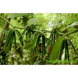 Graines de Vanille Bourbon (Vanilla planifolia)
