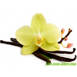 Bourbon Vanille - Echte Vanille Samen (Vanilla planifolia)