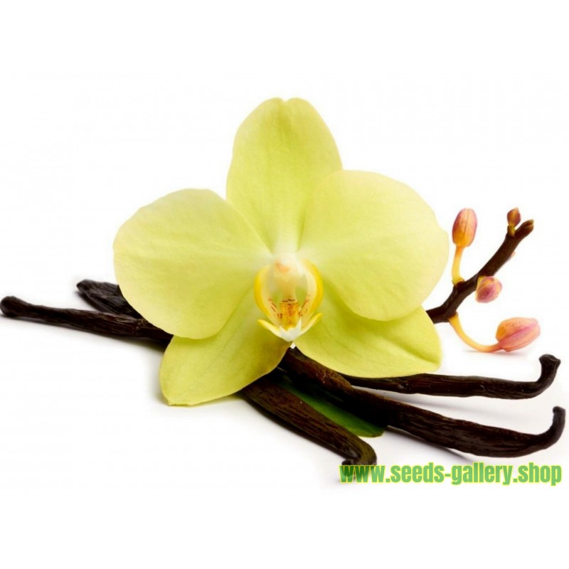 Semillas de Vainilla “Bourbon” (Vanilla planifolia)