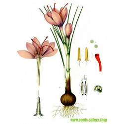 Σπόροι Κρόκος – ζαφορά (Crocus sativus)