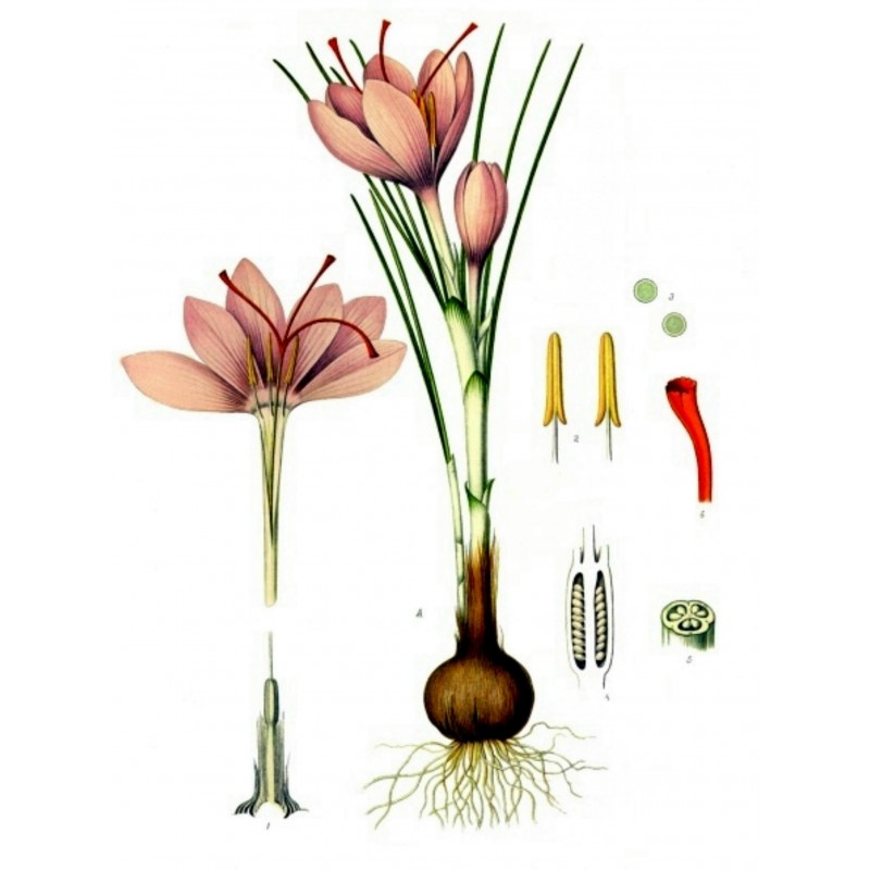 Saffron Seeds (Saffron crocus) | €2.85