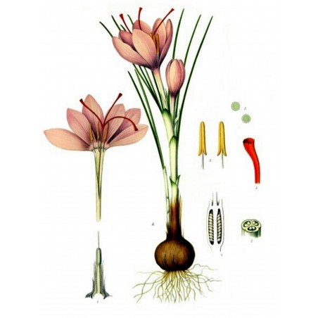 Saffron Seeds (Saffron crocus) | €2.85