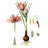 Saffron Seeds (Saffron crocus) | €2.85