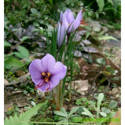 Sementes de Açafrão (Crocus sativus)