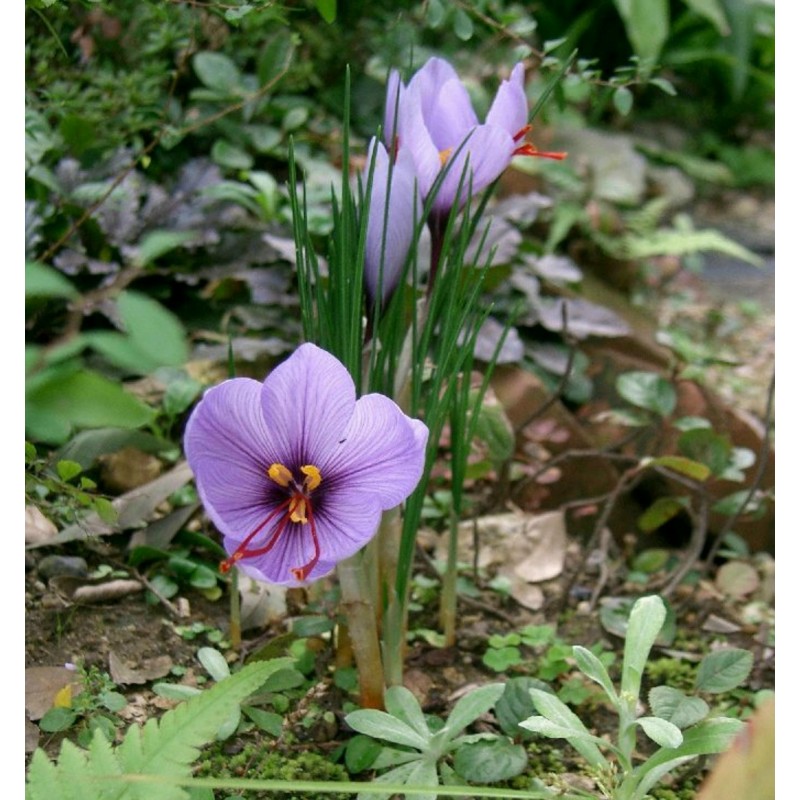 Saffron Seeds (Saffron crocus) | €2.85
