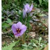 Saffron Seeds (Saffron crocus) | €2.85