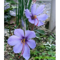 Semi di Zafferano (Crocus sativus)