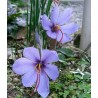 Saffron Seeds (Saffron crocus) | €2.85