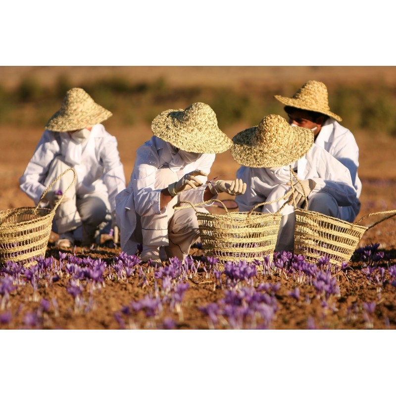 Saffron Seeds (Saffron crocus) | €2.85