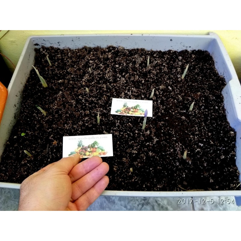 Saffron Seeds (Saffron crocus) | €2.85