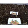 Saffron Seeds (Saffron crocus) | €2.85