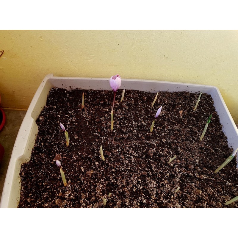 Saffron Seeds (Saffron crocus) | €2.85