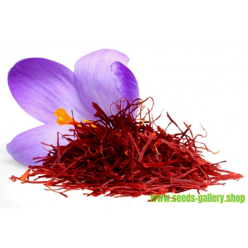 Sementes de Açafrão (Crocus sativus)