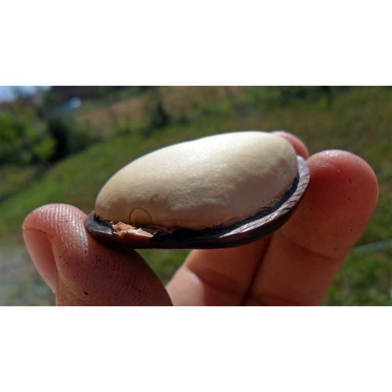 African Dream Herb - Snuff Box Sea Bean Seeds (Entada rheedii) | €9.00