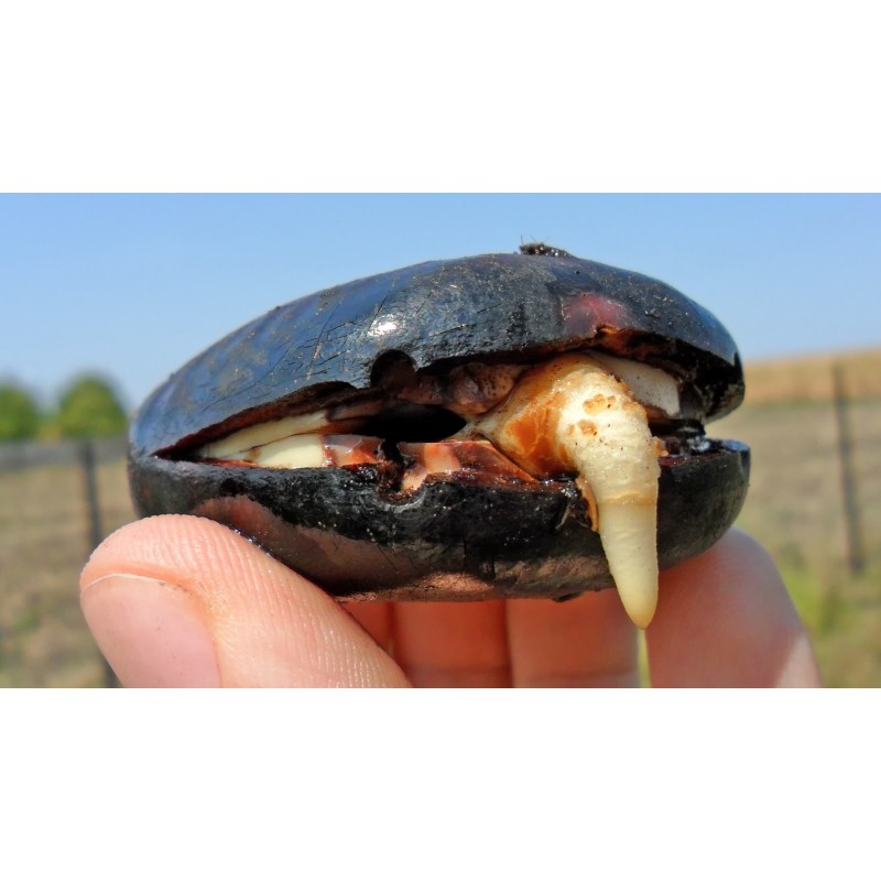 African Dream Herb - Snuff Box Sea Bean Seeds (Entada rheedii) | €9.00