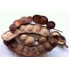 African Dream Herb - Snuff Box Sea Bean Seeds (Entada rheedii) | €9.00