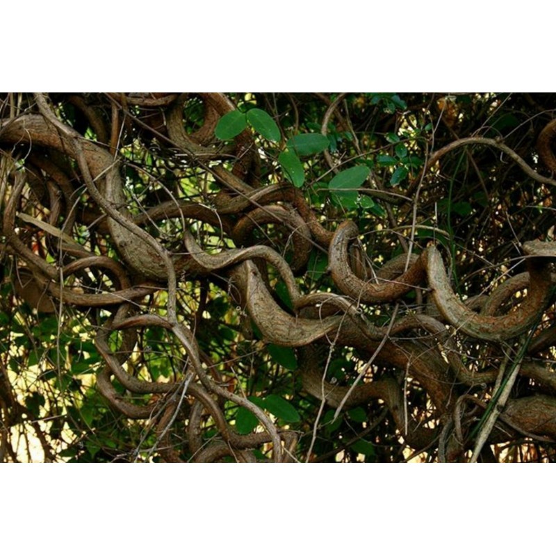 African Dream Herb - Snuff Box Sea Bean Seeds (Entada rheedii) | €9.00