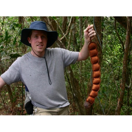 African Dream Herb - Snuff Box Sea Bean Seeds (Entada rheedii) | €9.00