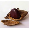 African Dream Herb - Snuff Box Sea Bean Seeds (Entada rheedii) | €9.00