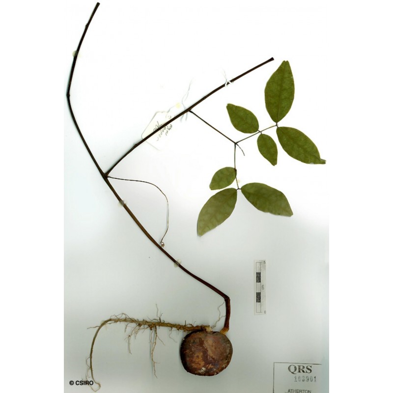 African Dream Herb - Snuff Box Sea Bean Seeds (Entada rheedii) | €9.00