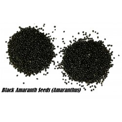 Semillas de AMARANTOS Negro (Amaranthus)