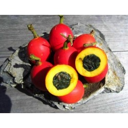 Semillas de Dummela - sandía amarga (Gymnopetalum integrifolium)