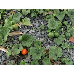 Semillas de Dummela - sandía amarga (Gymnopetalum integrifolium)
