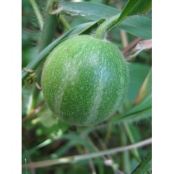 Sementes de Dummela - melancia amarga (Gymnopetalum integrifolium)