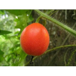 Dummela - Bittere Wassermelonen Samen (Gymnopetalum integrifolium)