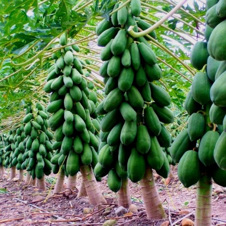 Ινδός Νάνος Παπάγια Σπόροι - Paw Paw μινιατούρα | 3,00 €