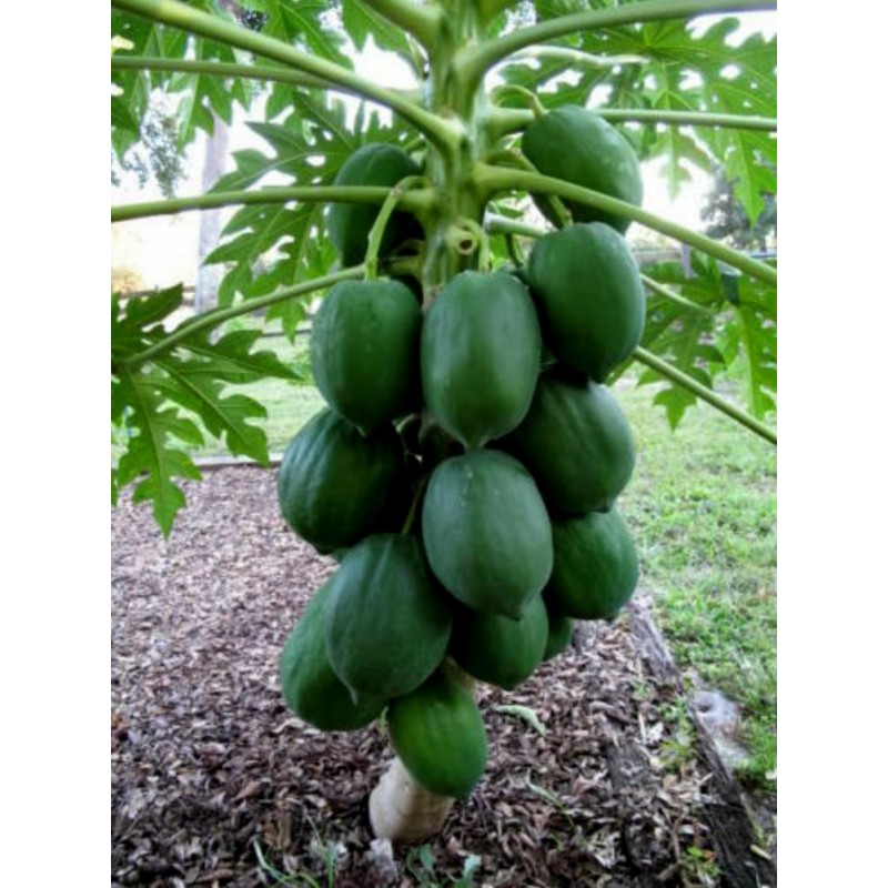 Indisk Dwarf Papaya Fröer - Paw Paw  Miniature | 3,00 €