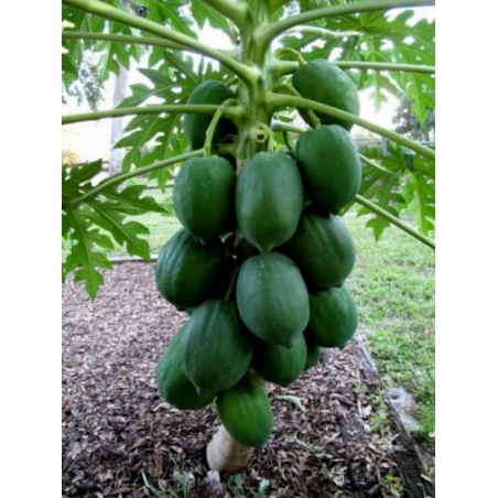 papaya seeds in hindi