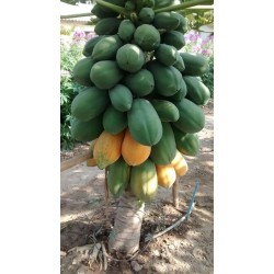 Indijska Patuljasta Papaja Seme - Mini Papayas, pawpaw
