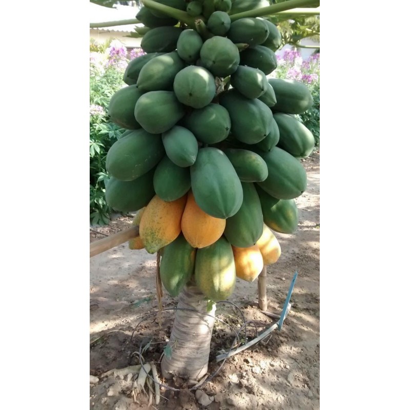Indian Dwarf Papaya Seeds - Paw Paw Miniature | €3.00