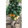 Indisk Dwarf Papaya Fröer - Paw Paw  Miniature | 3,00 €