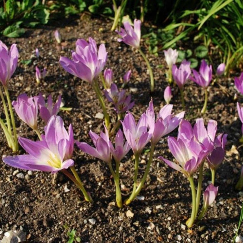 Meadow Saffron Seeds (Autumn crocus)
