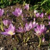 Meadow Saffron Seeds (Autumn crocus)