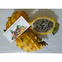 Gelbe Drachenfrucht 100 Samen Pitahaya