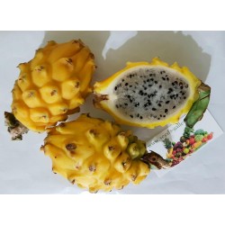 Sementes (100) de Fruta do dragão amarelo - Raras Exóticas