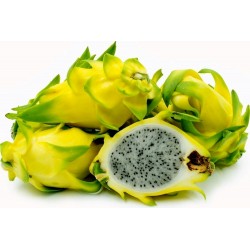 (100) Semillas de Dragon Amarillo Frutas Rare Exoticas