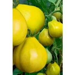 Semillas De Tomate Trufa Amarillo - Yellow Truffle
