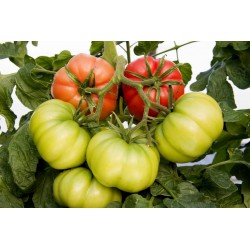 “Monte Rosa” Ribbed Pink Tomato Seeds