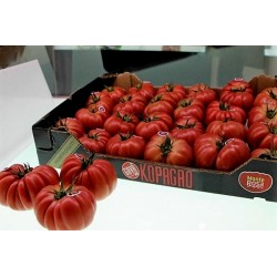 Sementes de tomate Nervuras Rosa “Monte Rosa”