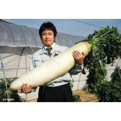 Semi Di Ravanello Gigante Giapponese “Daikon”