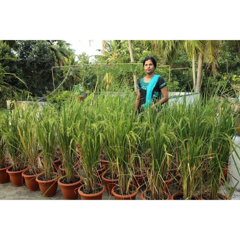 Price: €2.45 - Brown Aromatic, Jasmine Rice Seeds Heirloom Non-Gmo -  - 4