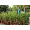 Price: €2.45 - Jasmine Ris Frö -  - 4
