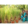 Price: €2.45 - Jasmine Ris Frö -  - 5