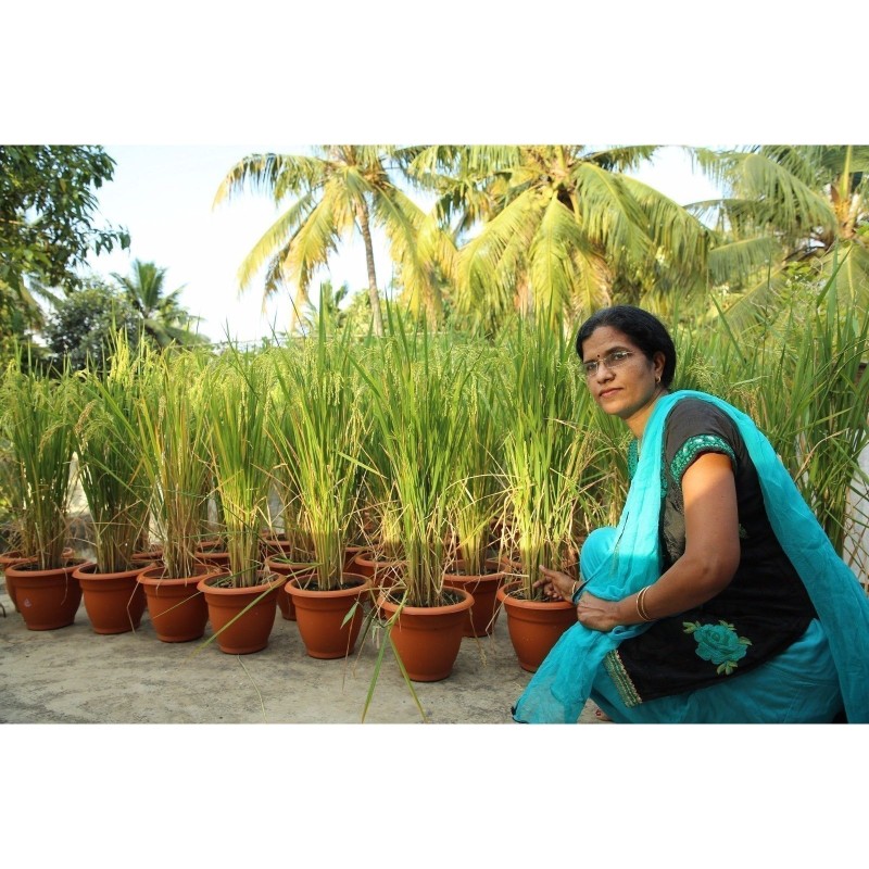Price: €2.45 - Brown Aromatic, Jasmine Rice Seeds Heirloom Non-Gmo -  - 3
